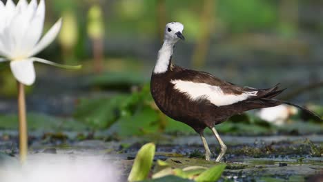pájaro macho de jacana con cola de faisán en primer plano con flor de lirio de agua