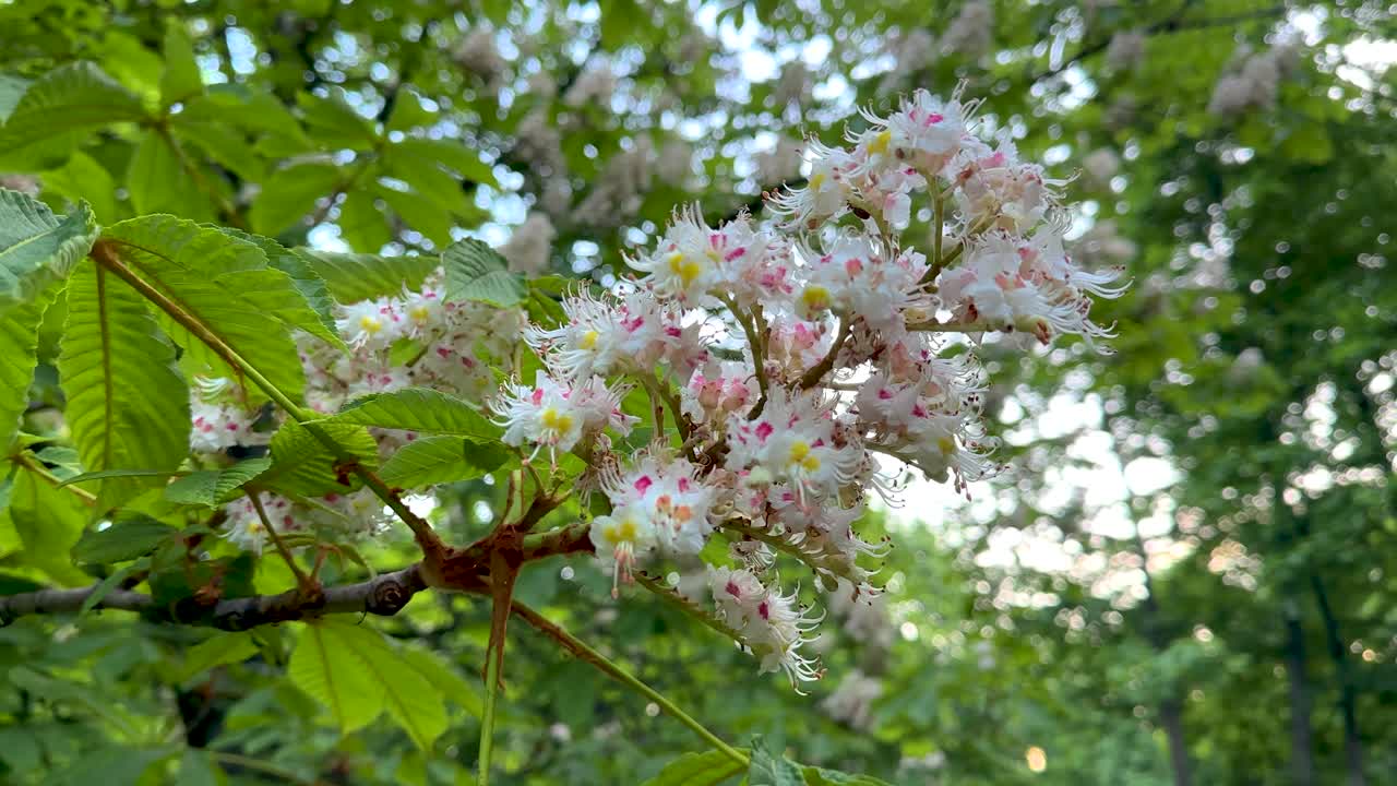 A blooming chestnut tree in a city park (4K 60 fps)