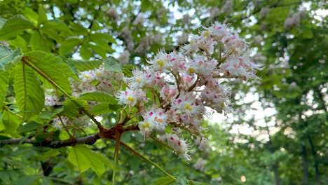 a blooming chestnut tree in a city park (4k 60 fps)