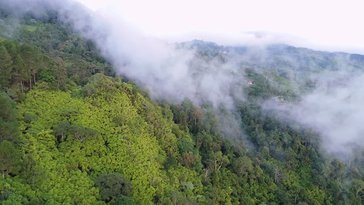 Ripresa aerea con drone di un ripido pendio montano coperto da fitti alberi verdi e pineta. Nebbia bianca e nuvole fluttuano sulla vegetazione lussureggiante negli altopiani di Davao, Filippine.
