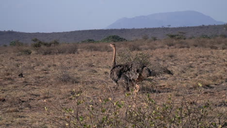 Struthio-molybdophanes-in-slow-motion