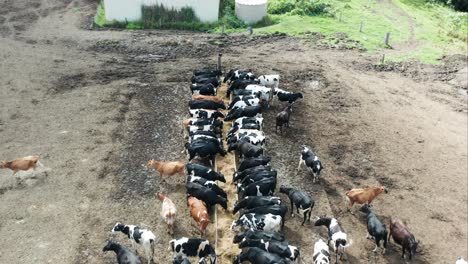 dairy livestock feeding at a food trough on a farm