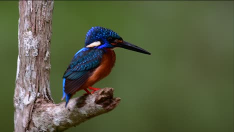 El-Martín-Pescador-De-Orejas-Azules-Es-Un-Pequeño-Martín-Pescador-Que-Se-Encuentra-En-Tailandia-Y-Es-Buscado-Por-Los-Fotógrafos-De-Aves-Debido-A-Sus-Hermosas-Orejas-Azules,-Ya-Que-Es-Una-Pequeña,-Linda-Y-Esponjosa-Bola-De-Plumas-Azules-De-Un-Pájaro