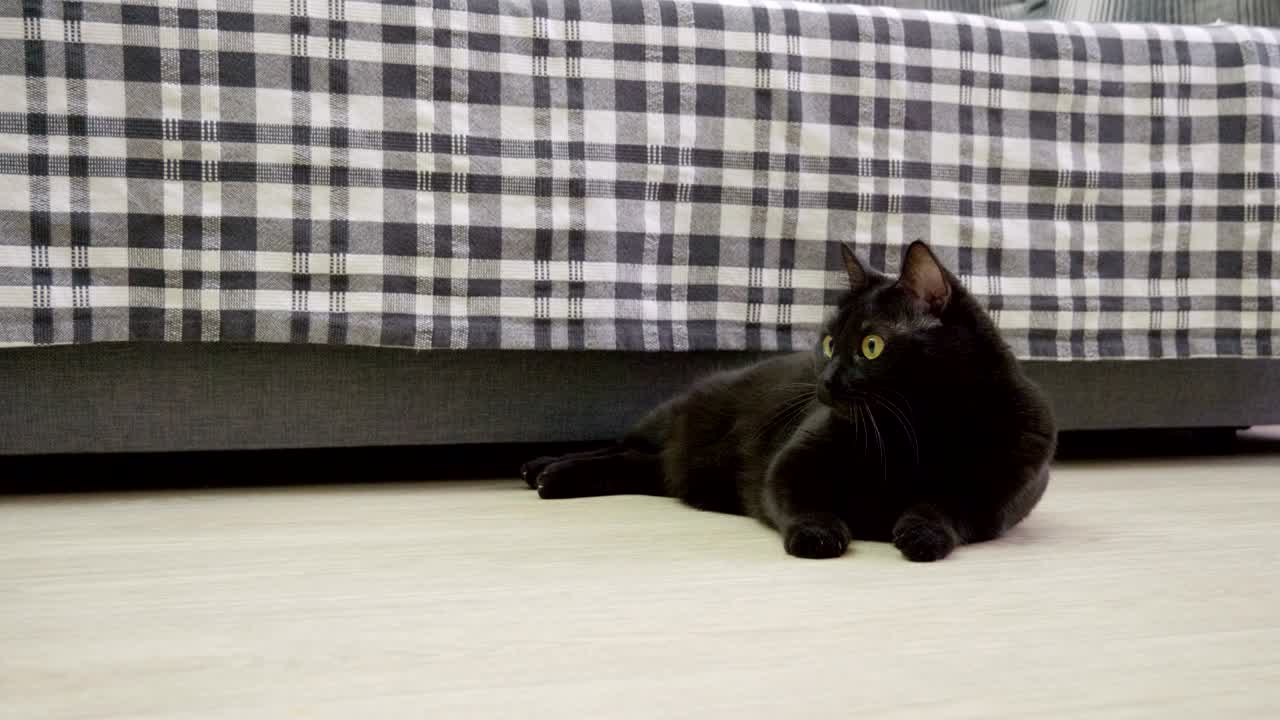 animais domésticos. um gato preto brincando com um balão roxo. 4k