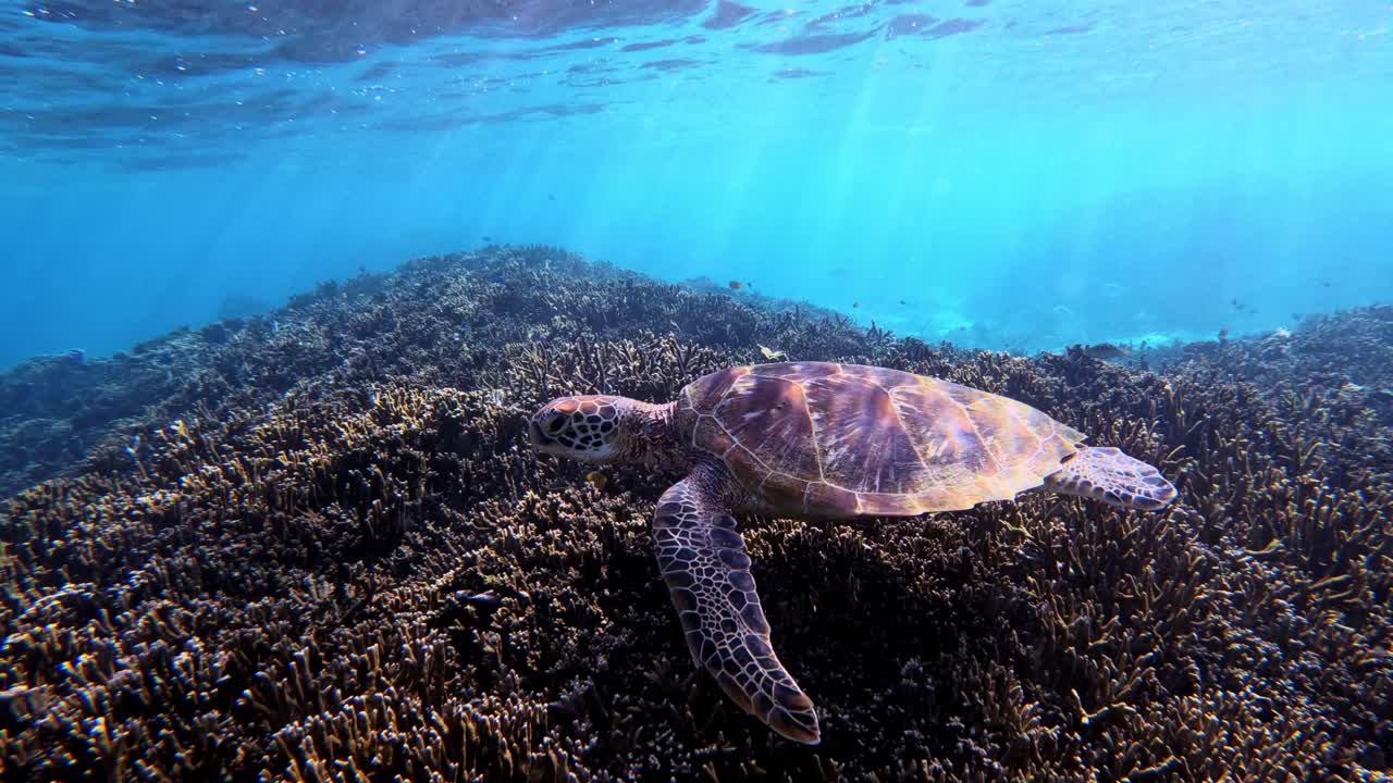Closeup Of Green Sea Turtle Swimming On The Reef