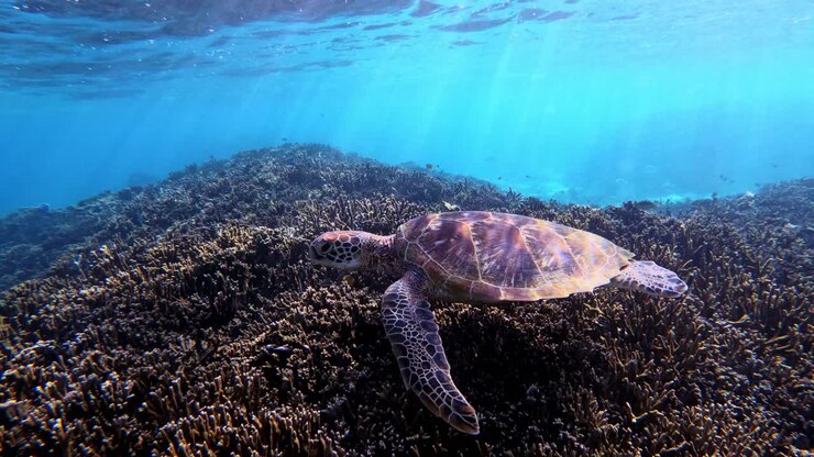 Closeup Of Green Sea Turtle Swimming On The Reef
