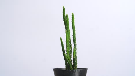 opuntia salmiana plant revolving around itself on the white screen background