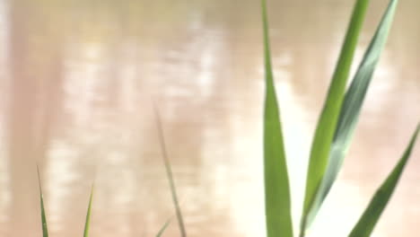 gentle waters and reeds