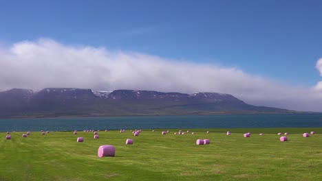 Große-Rosa-Heuballen,-Eingewickelt-In-Plastikzylinder-Wie-Marshmallows-Auf-Den-Feldern-Islands-2