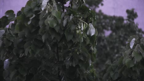 Heavy-rain-over-tall-green-trees