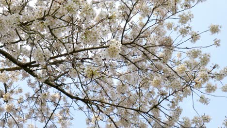 a blooming tree in spring against a blue sky