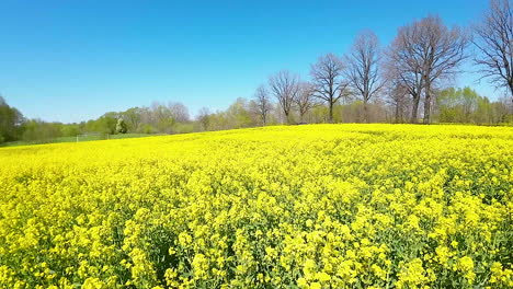 Flotando-A-Través-De-Hermosos-Campos-De-Canola-O-Colza-Con-Flores-Amarillas-Vibrantes