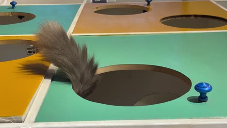 funny cat tail, with mysterious airs, in a colorful environment, slow motion pet concept