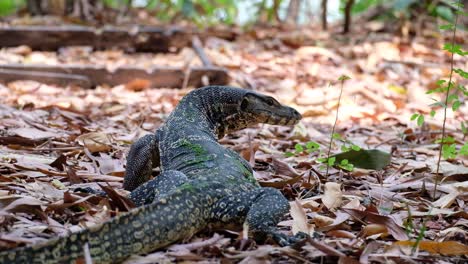 Rückansicht-Eines-Asiatischen-Wassermonitors,-Der-Auf-Dem-Boden-Kriecht,-Mit-Trockenen-Blättern,-Die-Bei-Sonnigem-Wetter-Nach-Nahrung-Jagen---Nahaufnahme