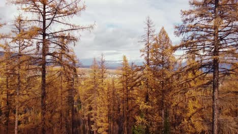 flying through golden larch forest at crown height on cloudy day