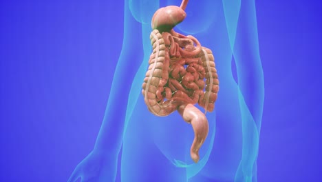 anatomical 3d animation of digestive system. showing the transparent body, highlighting the intestine and stomach.