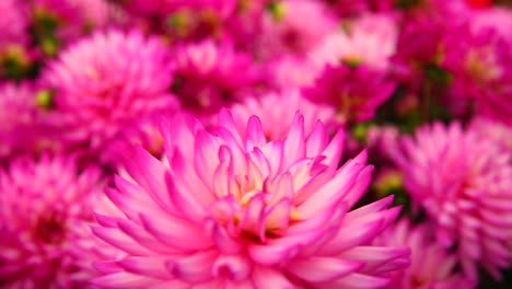 Purple-Dahlia-plant-defocused-close-up