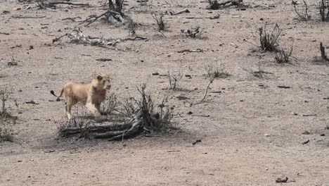 Un-Joven-León-Macho-Persiguiendo-Un-Antílope-Impala-Y-Falla,-Parque-Nacional-Kruger