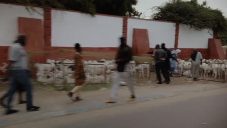 a shot from a car showing many goats before the muslim eid al adha celebration