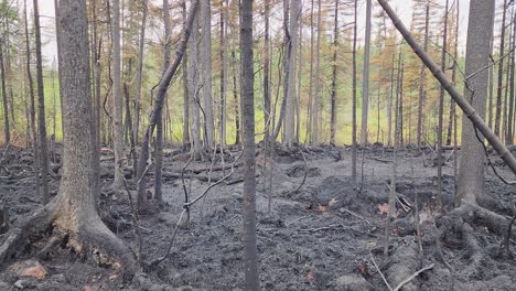 disparo aéreo de movimiento suave de humo que sale de un incendio forestal asentado durante las secuelas de dicho incendio cerca del lago kirkland