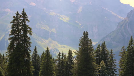 alguna copa de abeto, gran bosque en los alpes suizos durante el verano con montaña rocosa detrás, obwalden, engelberg