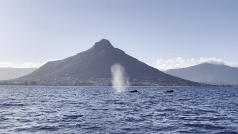 a perfect shot of 2 humpback whales breaking the water's surface out of nowhere and blowing a huge lingering mist in the air with a magnificent mountain in the background