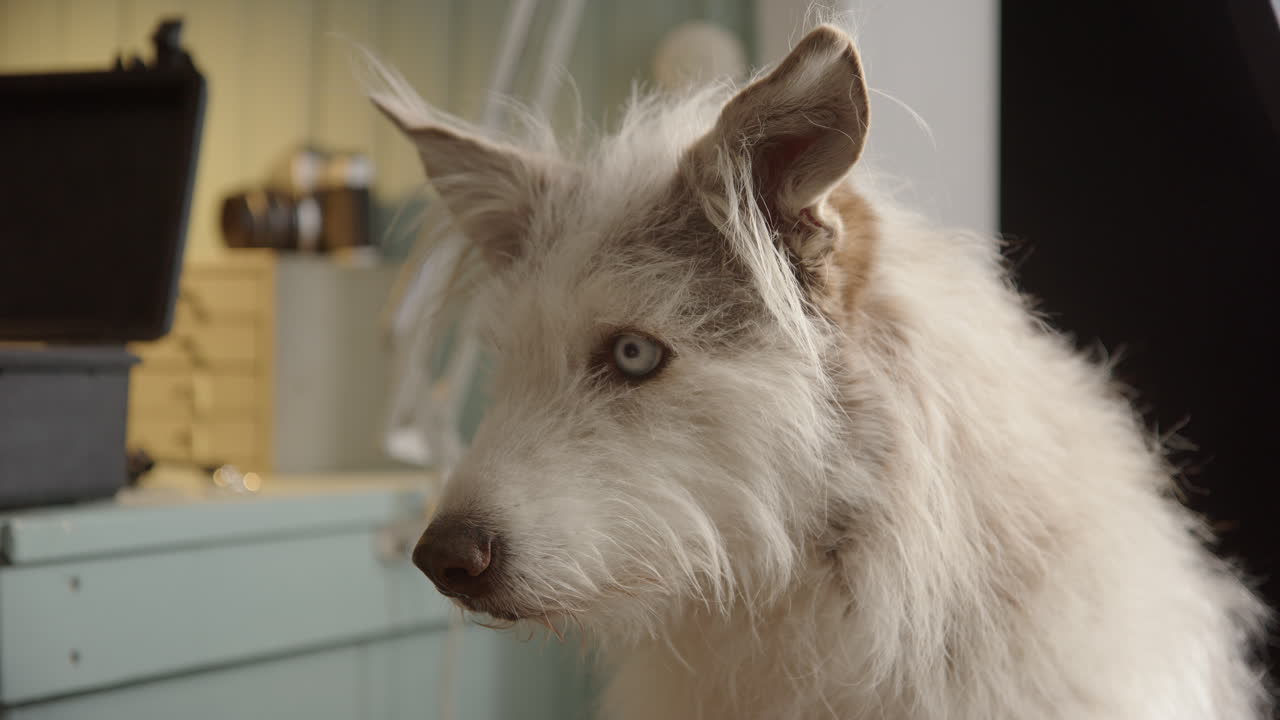 Scruffy white fur from cute collie husky crossbreed dog sitting indoors