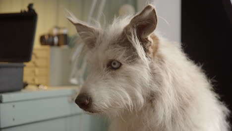 scruffy white fur from cute collie husky crossbreed dog sitting indoors