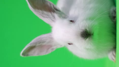 a longeared white rabbit sits in the center and looks at the camera vertical video