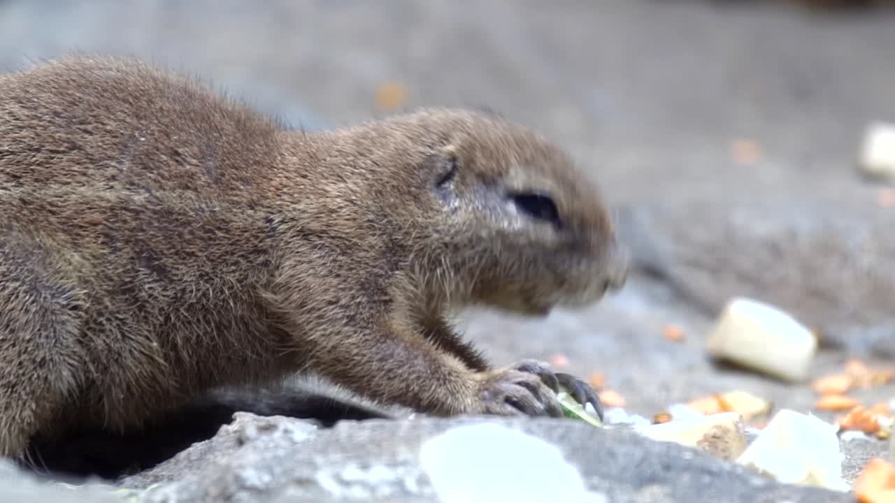 una linda ardilla de tierra sudafricana alimentándose de una fruta en el suelo - de cerca