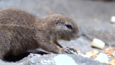 Una-Linda-Ardilla-De-Tierra-Sudafricana-Alimentándose-De-Una-Fruta-En-El-Suelo---De-Cerca