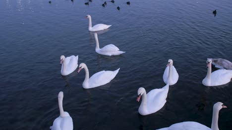 gansos blancos vagando por un paseo marítimo