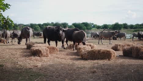 water buffaloes eating hay