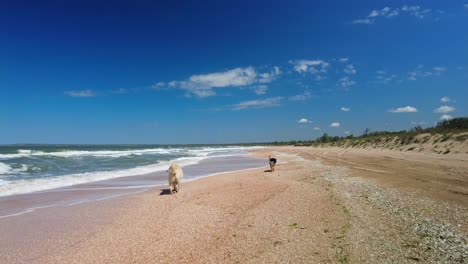 Dogs-run-and-play-on-the-beach-in-sunny,-windy-weather