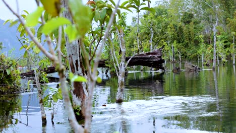 tranquilo canal de agua clara rodeado de exuberante vegetación en krabi