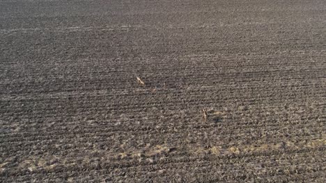 ciervo caminando, disparo de dron