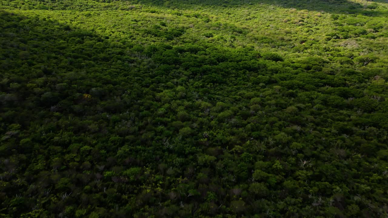 Persiguiendo la sombra de las nubes extendiéndose por un paisaje boscoso en una selva tropical árida.
