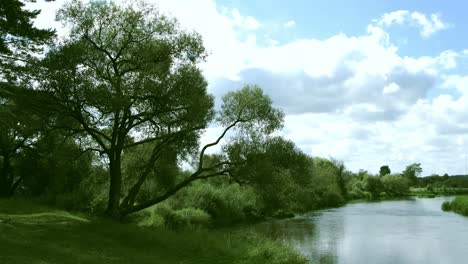 Panorama of river big trees bushes and green grass growing on its banks