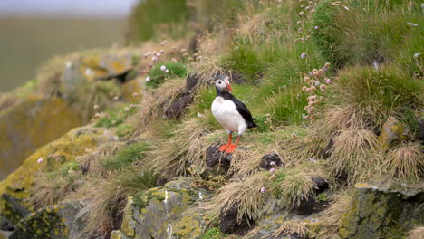 one puffin watching around with passing seagull, on cliff