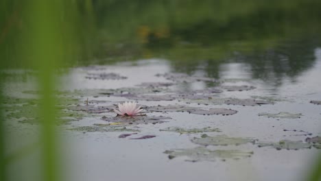 粉紅色孤立的水<unk>漂浮在昆蟲上