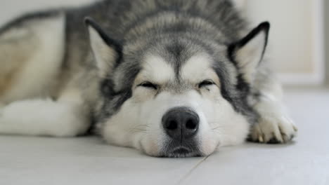 Close-up-of-an-alaskan-malamute-sleeping-on-the-floor
