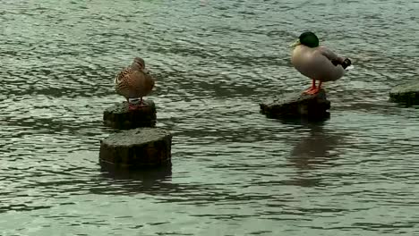 ducks sitting on stumps on the river