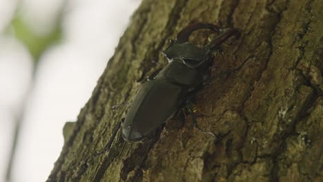 Bees-attacking-stag-beetle-on-tree-trunk,-handheld-closeup