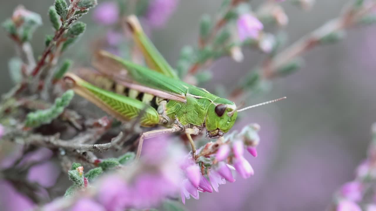 A green coloured Grasshopper perched amongst flowers on a Heather on a lowland heath. Summer. England. UK