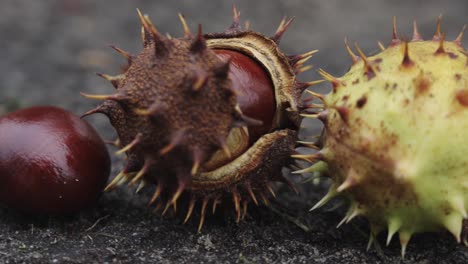 Macro-close-up-of-chestnut-husk-and-sharp-spikes-felt-on-ground,-handheld,-day