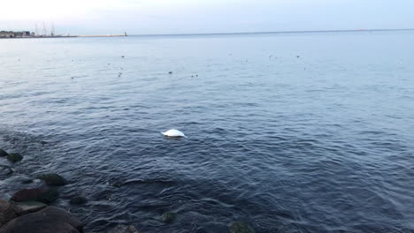 A-single-white-swan-swims-in-the-sea-and-immerses-its-head-underwater,-a-swan-looks-for-food-in-the-water