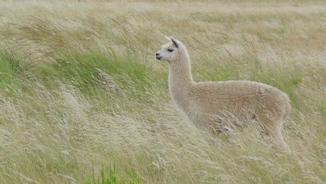 Alpaca-standing-on-a-pasture,-staring-into-the-distance,-hand-held-still-shot