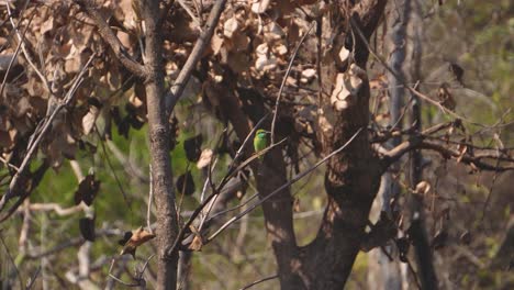 asian green bee-eater or merops orientalis on a tree in panna national park madhya pradesh india