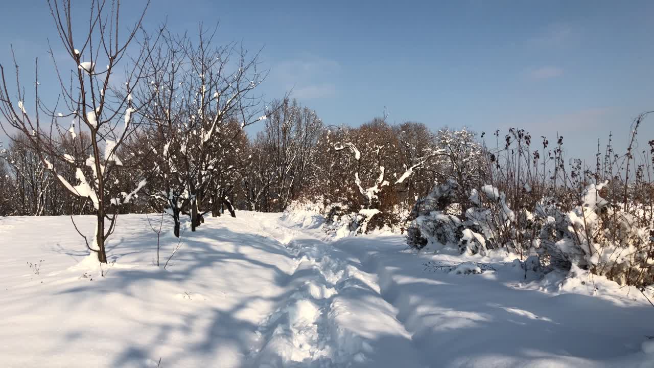caminata matutina en bosques cubiertos de nieve