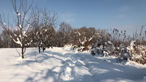 morning hike in woods covered with snow